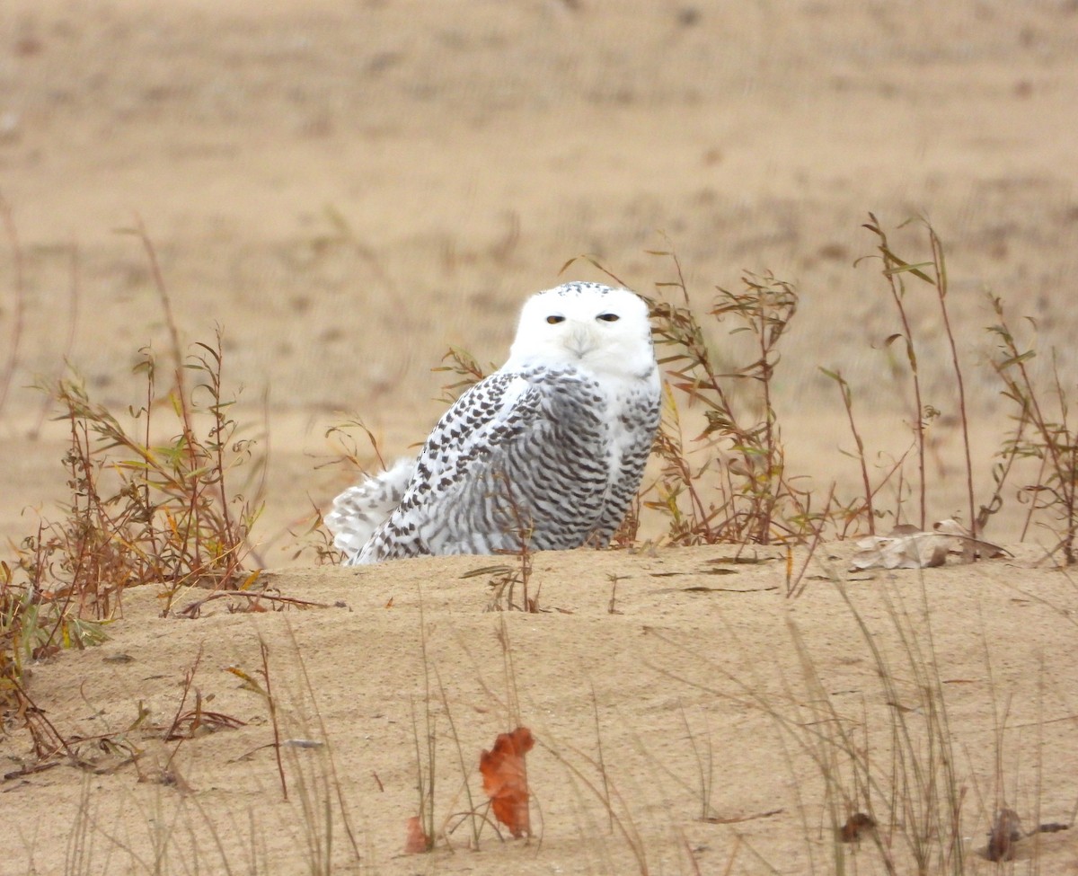 Snowy Owl - ML645464848