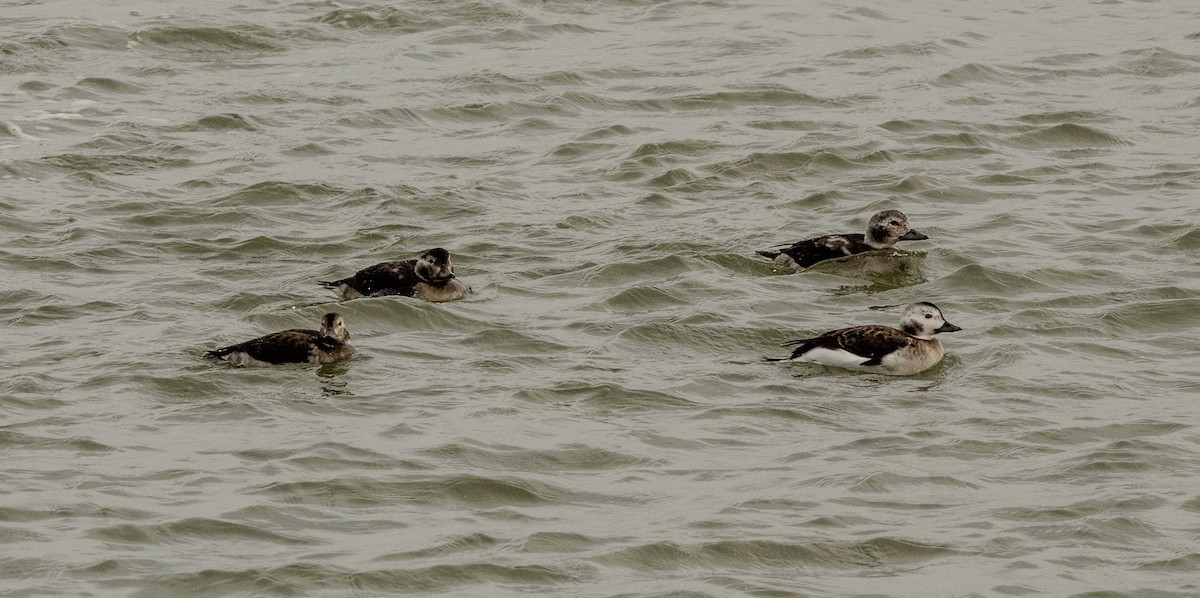 Harelde kakawi - ML645464850