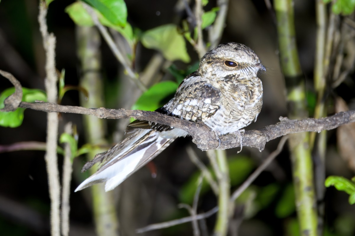 Engoulevent trifide - ML645464851