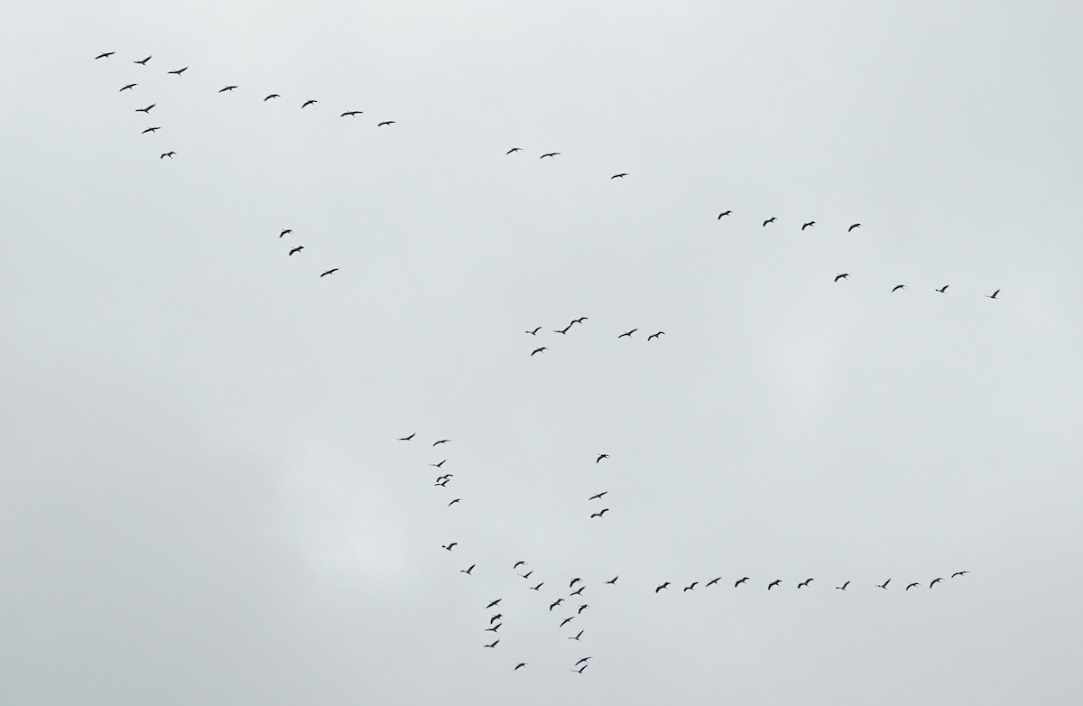 Grue cendrée - ML645464852