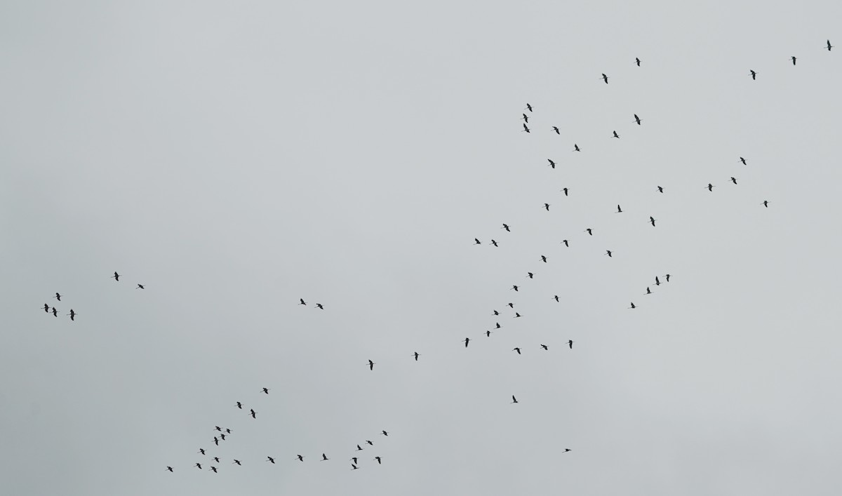 Grue cendrée - ML645464853