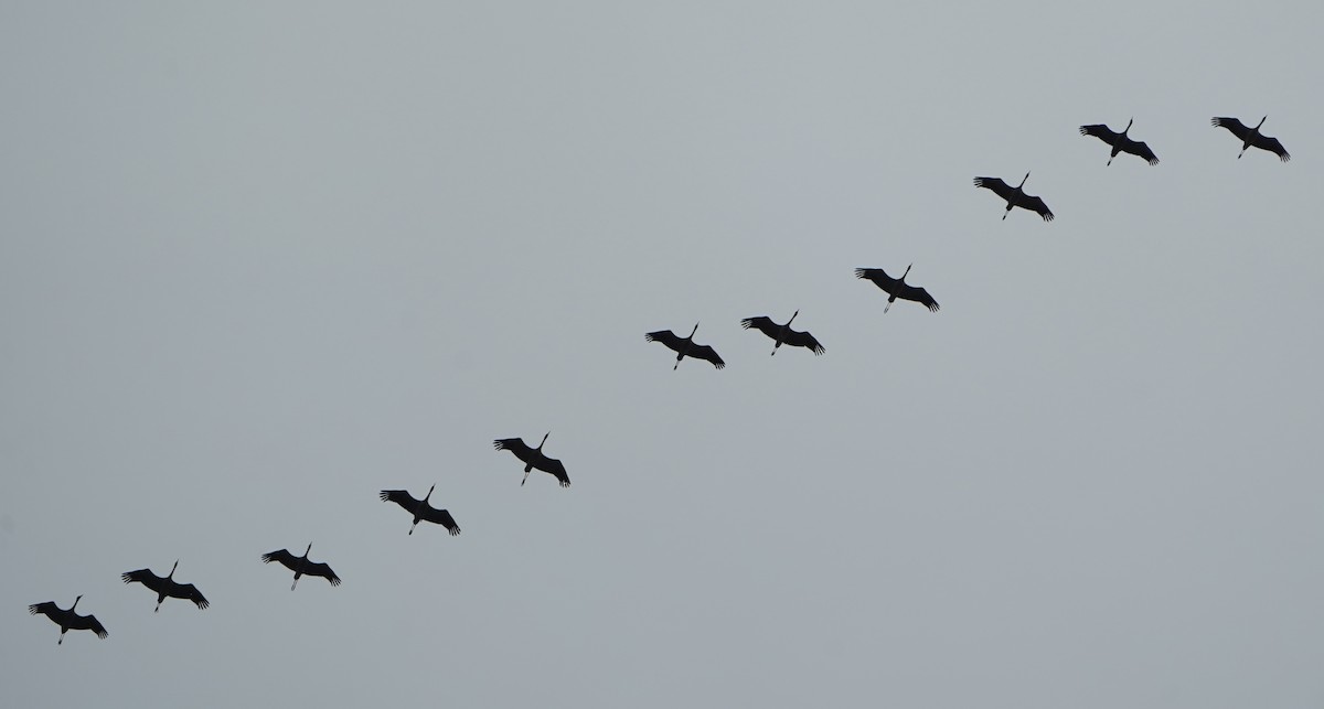 Grue cendrée - ML645464854