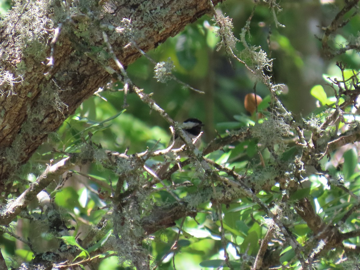 Mésange de Caroline - ML645464855