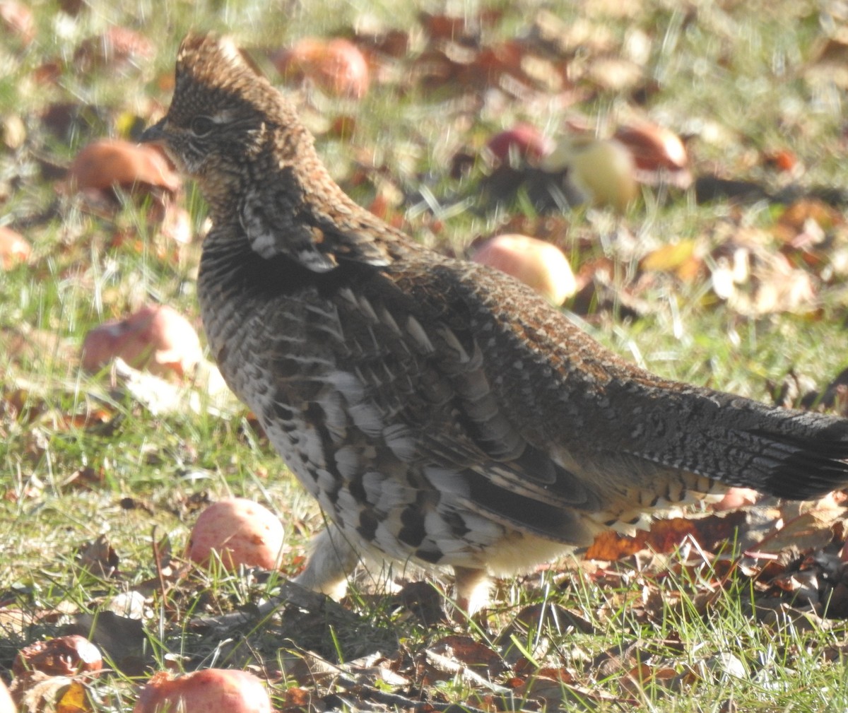 Ruffed Grouse - ML645464856