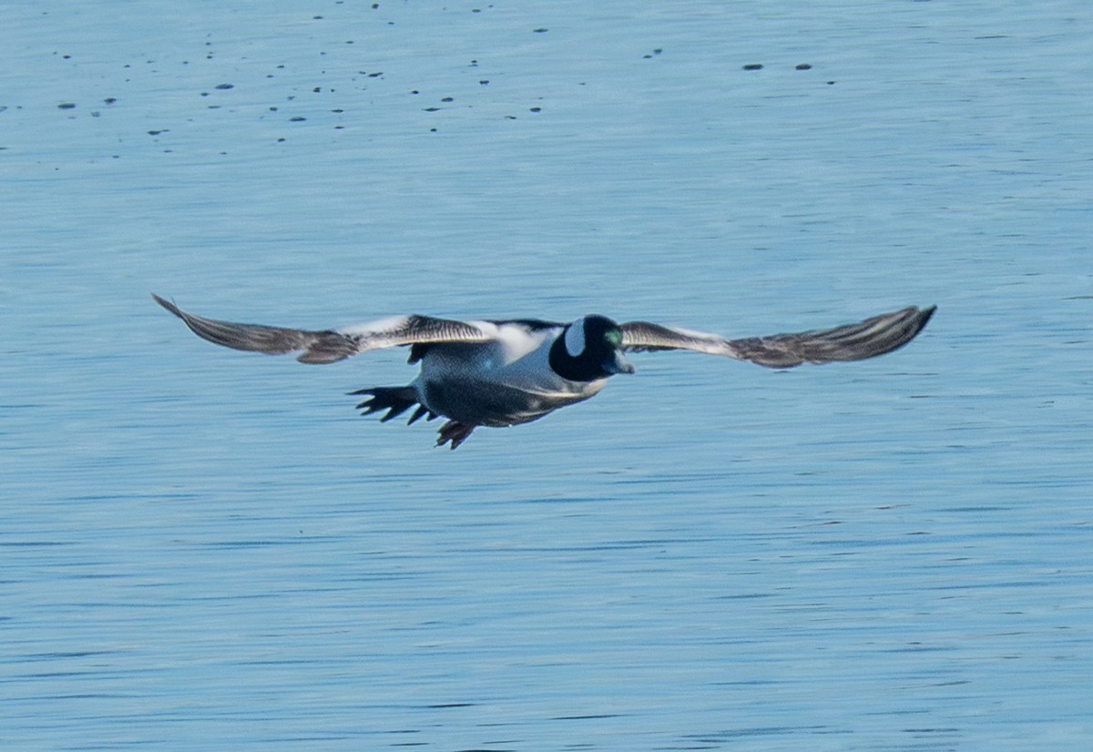 Petit Garrot - ML645464857