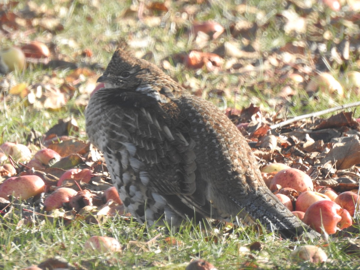 Ruffed Grouse - ML645464858