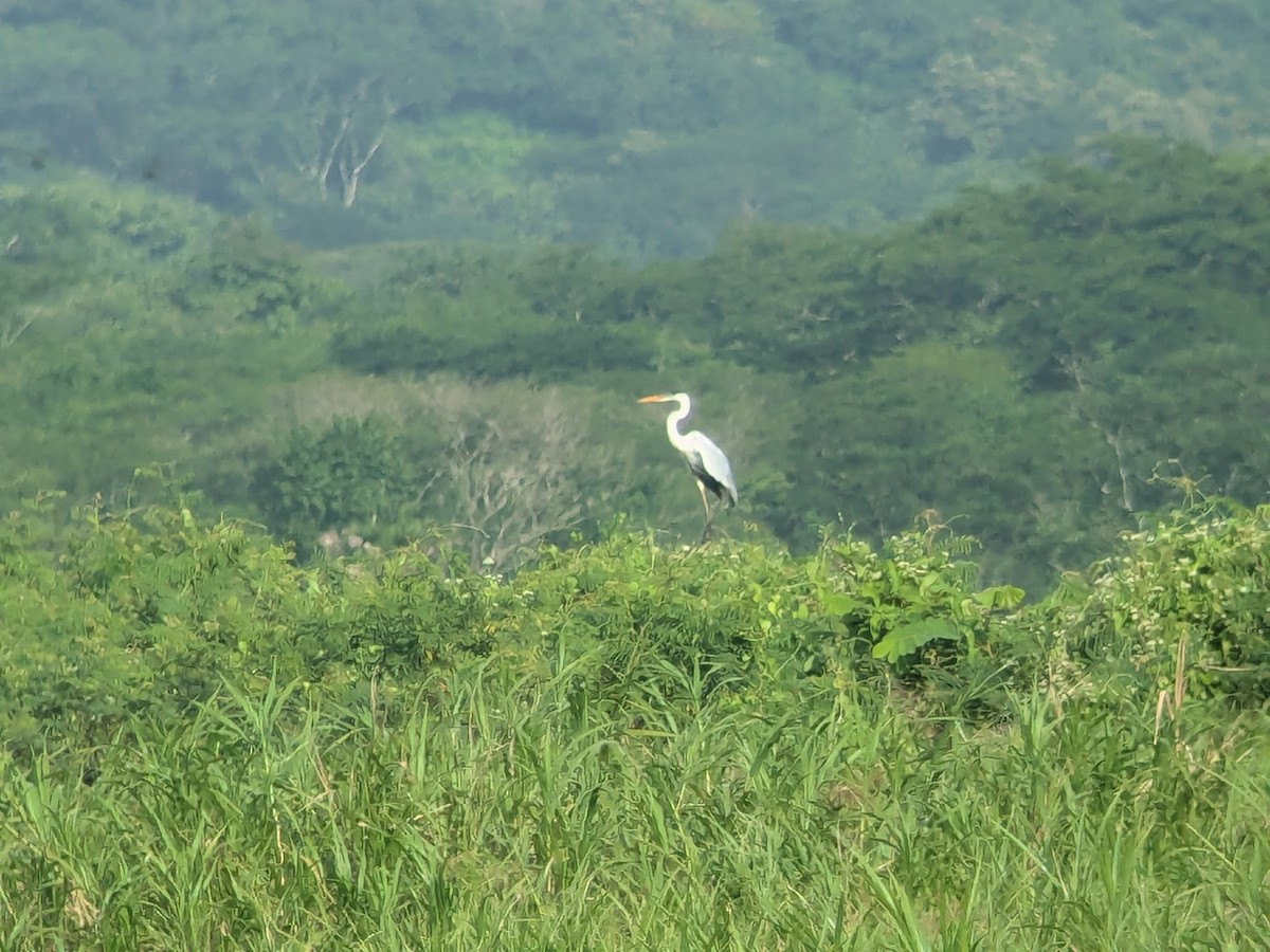 Héron cocoi - ML645464859