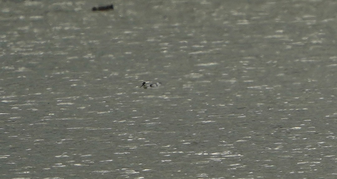 Avocette élégante - ML645464860