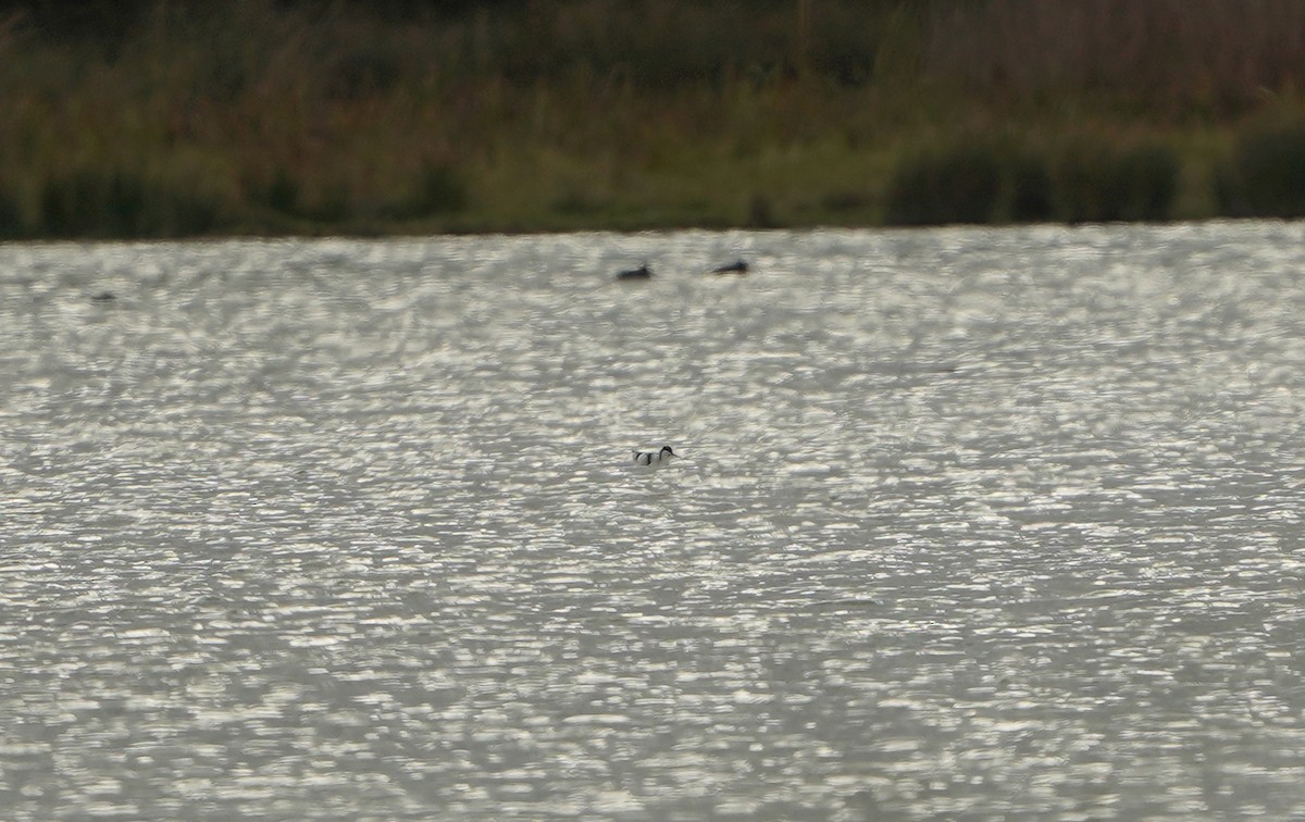 Avocette élégante - ML645464861