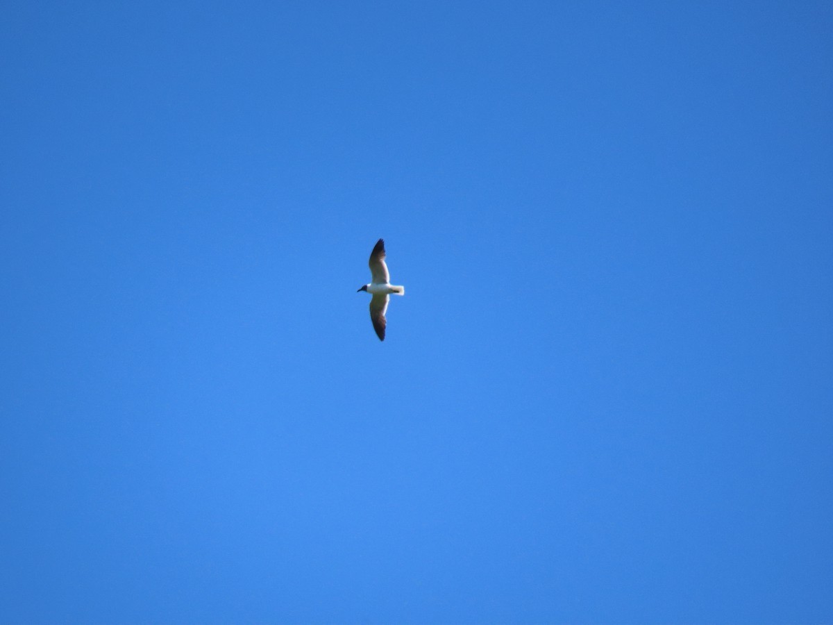 Mouette atricille - ML645464862