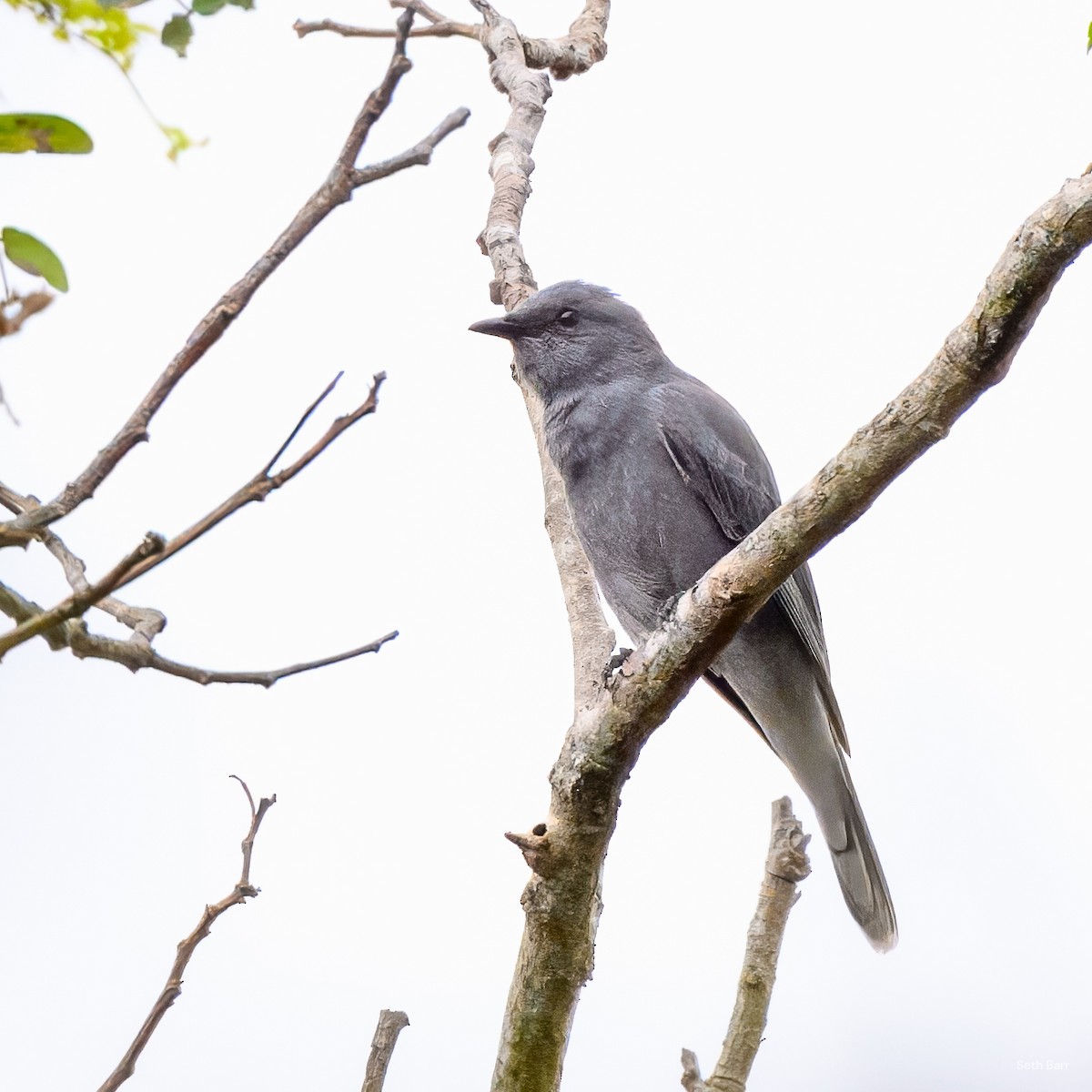 Échenilleur indochinois - ML645464863