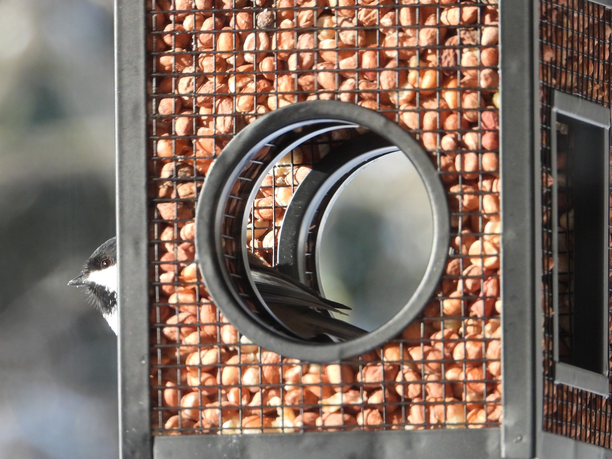 Mésange à tête noire - ML645464864