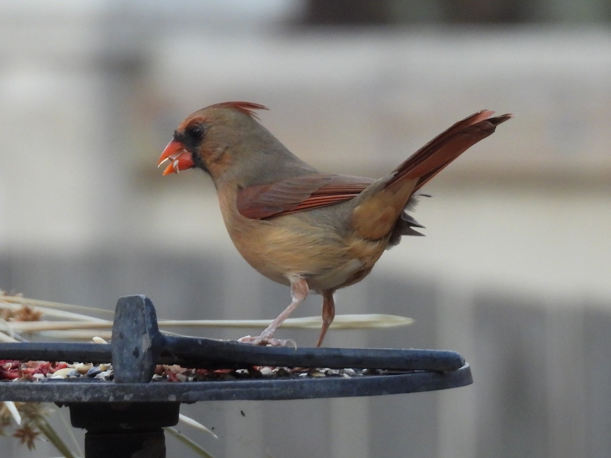 Cardinal rouge - ML645464866