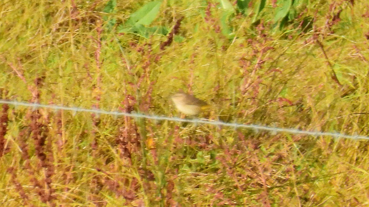 Paruline à couronne rousse - ML645464868