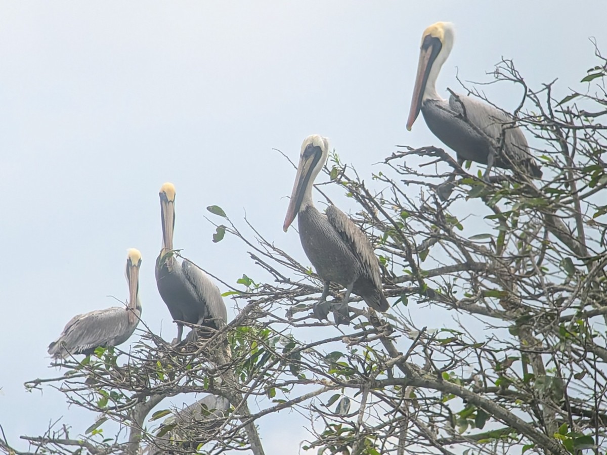 Pélican brun - ML645464869