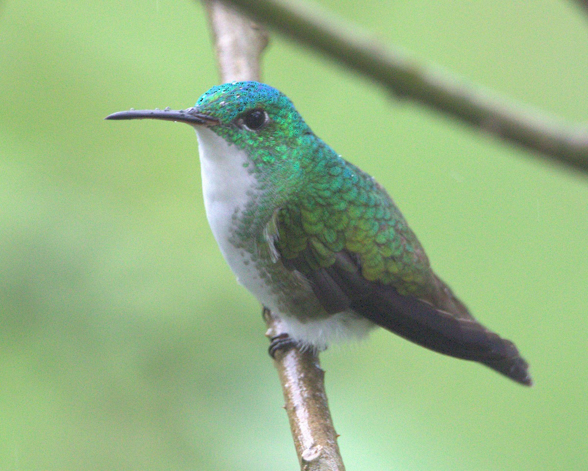 Ariane de Francia - ML645464874