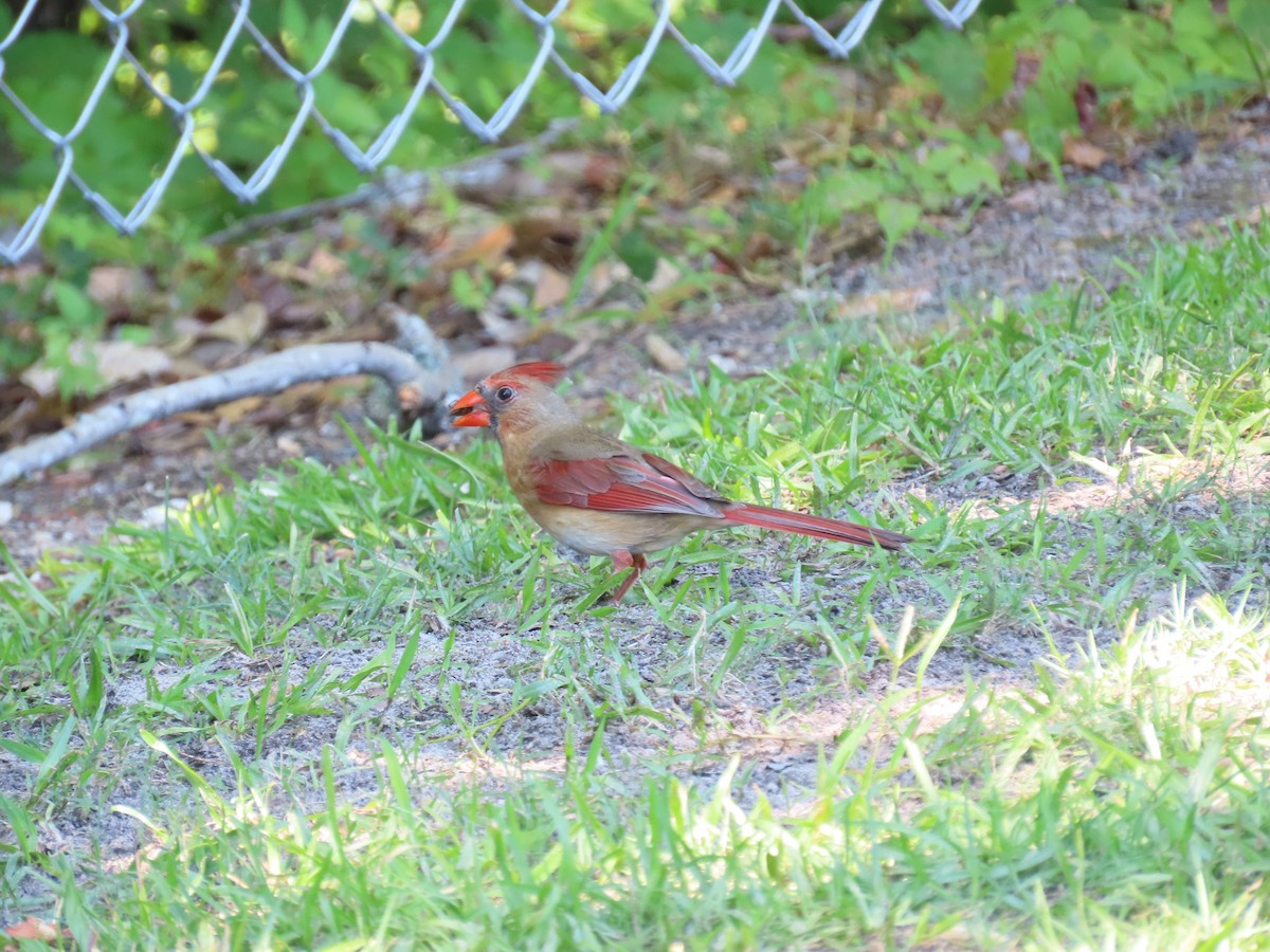 Cardinal rouge - ML645464876