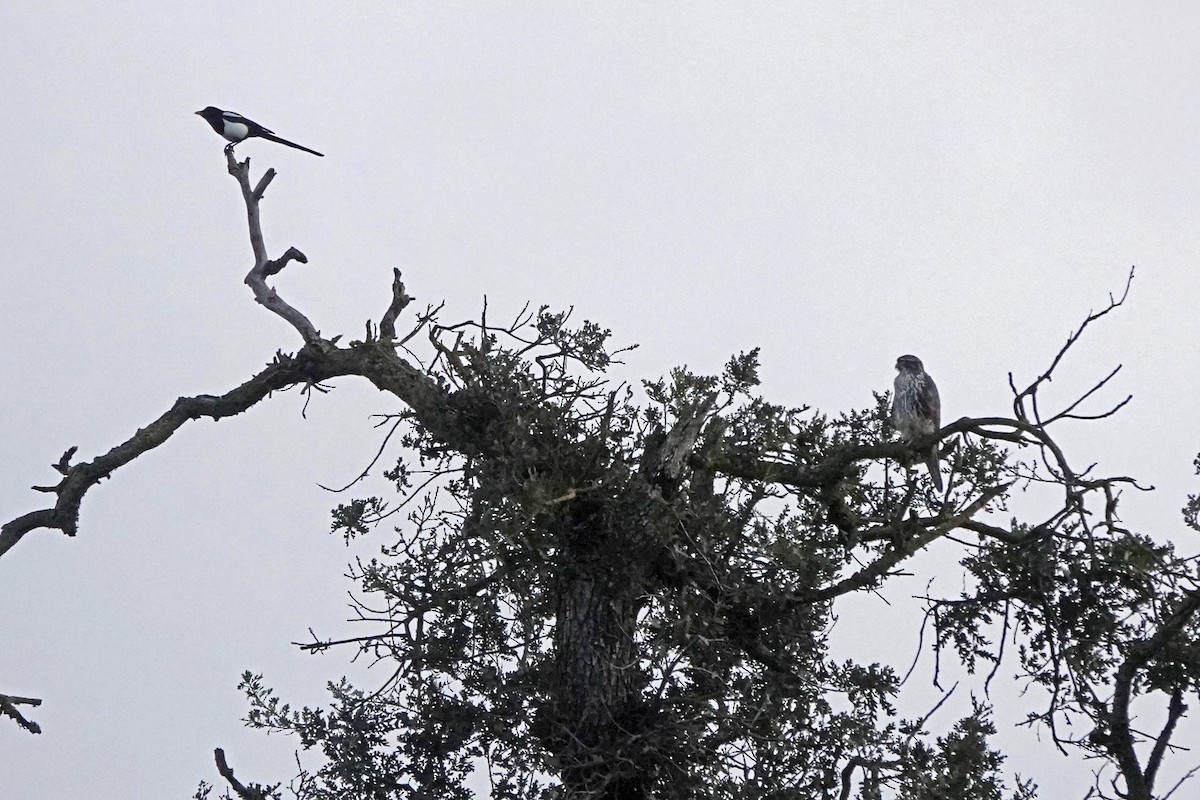 Faucon des prairies - ML645464879