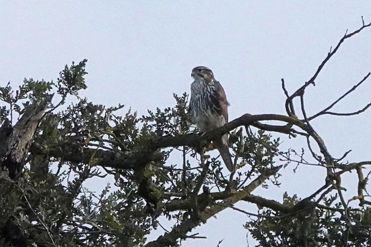 Faucon des prairies - ML645464880