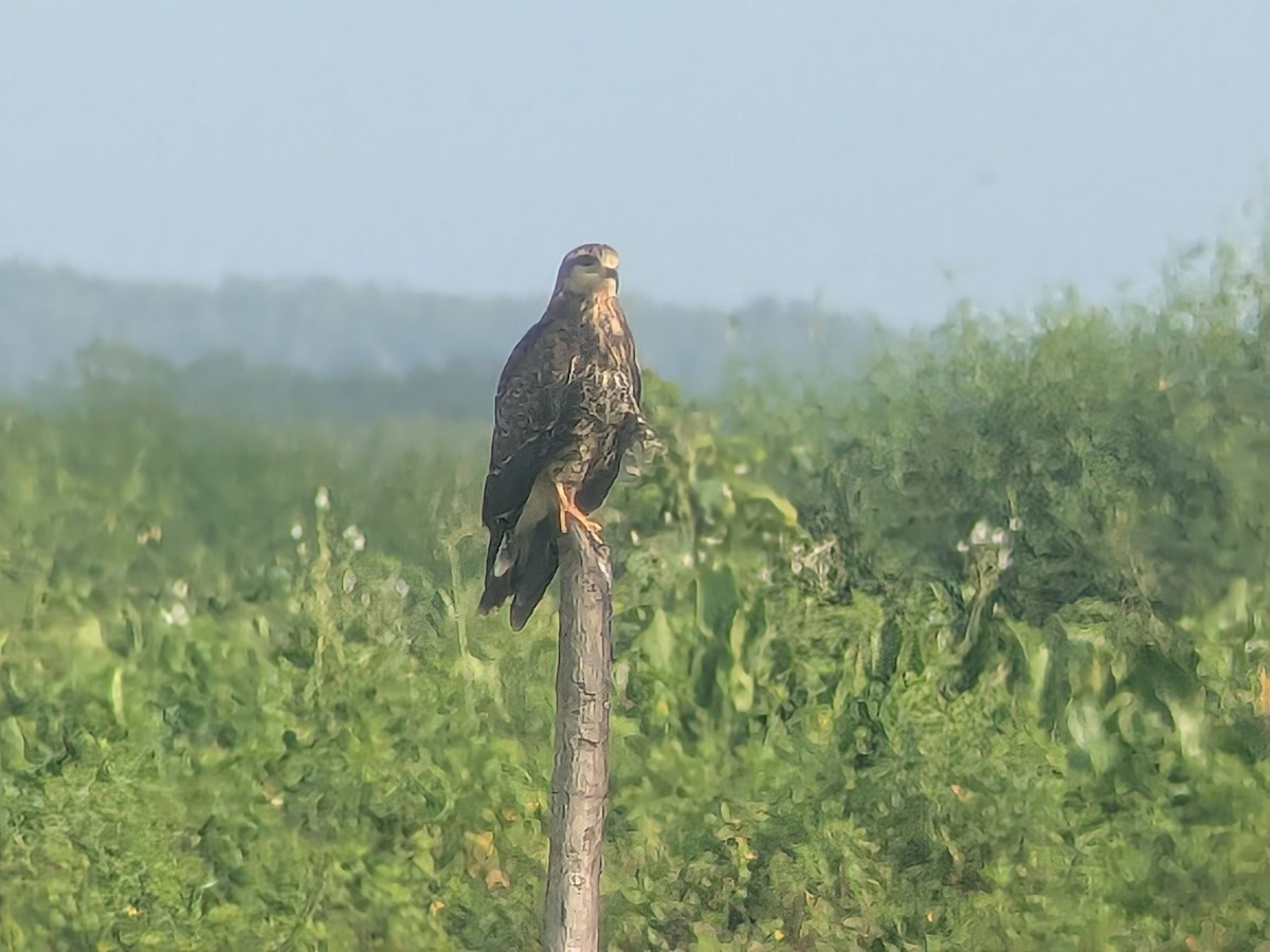 Snail Kite - ML645464896