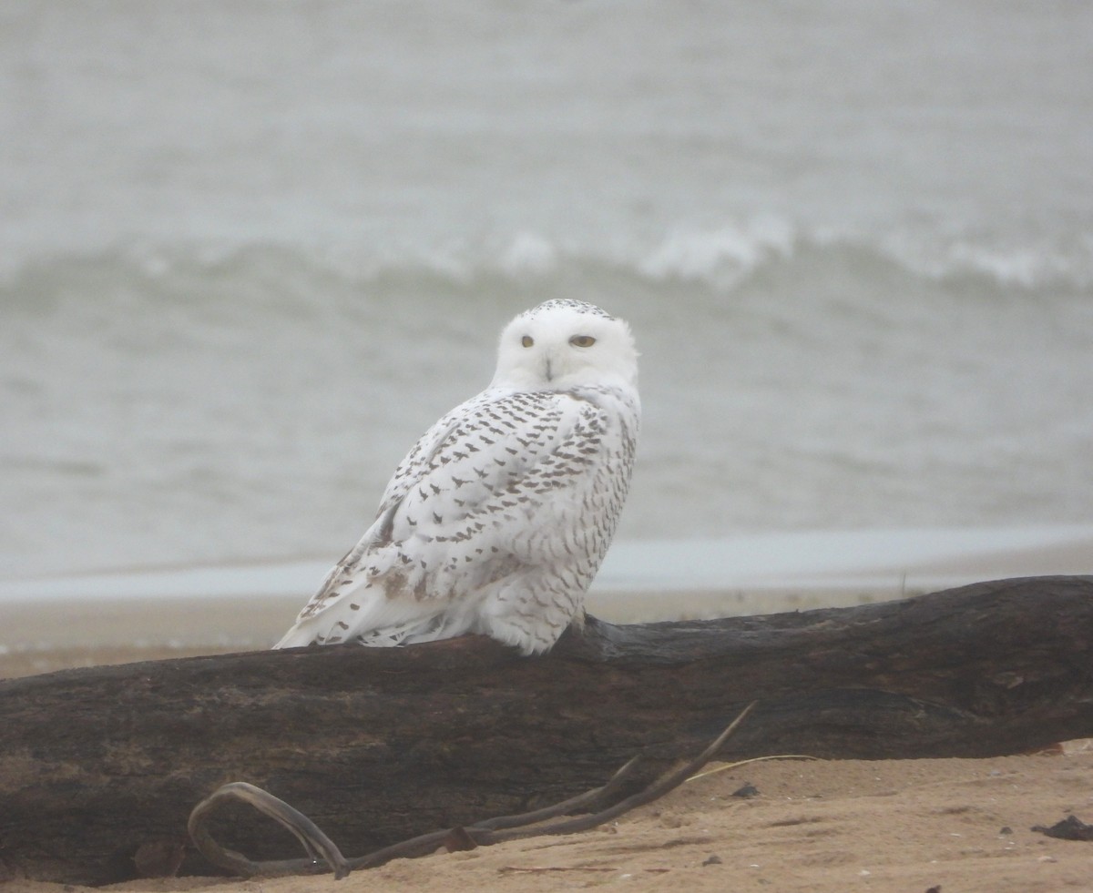 Snowy Owl - ML645464897
