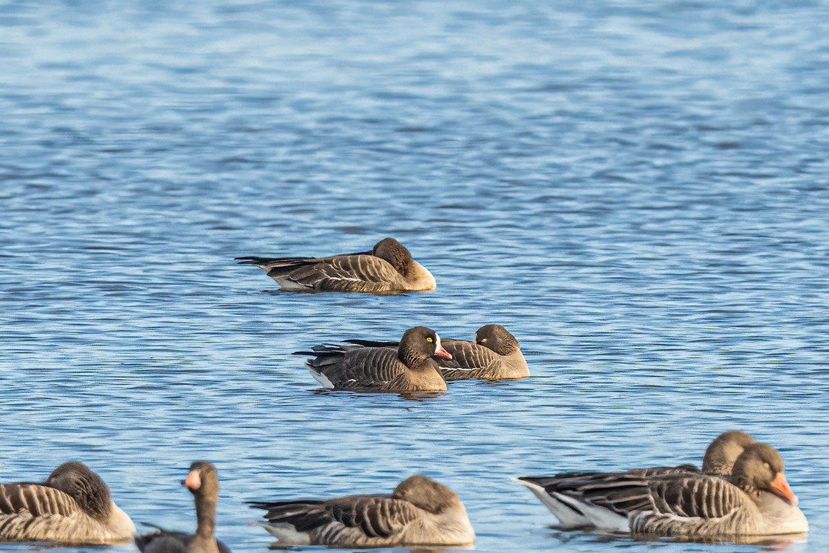 Пискулька - ML645464904