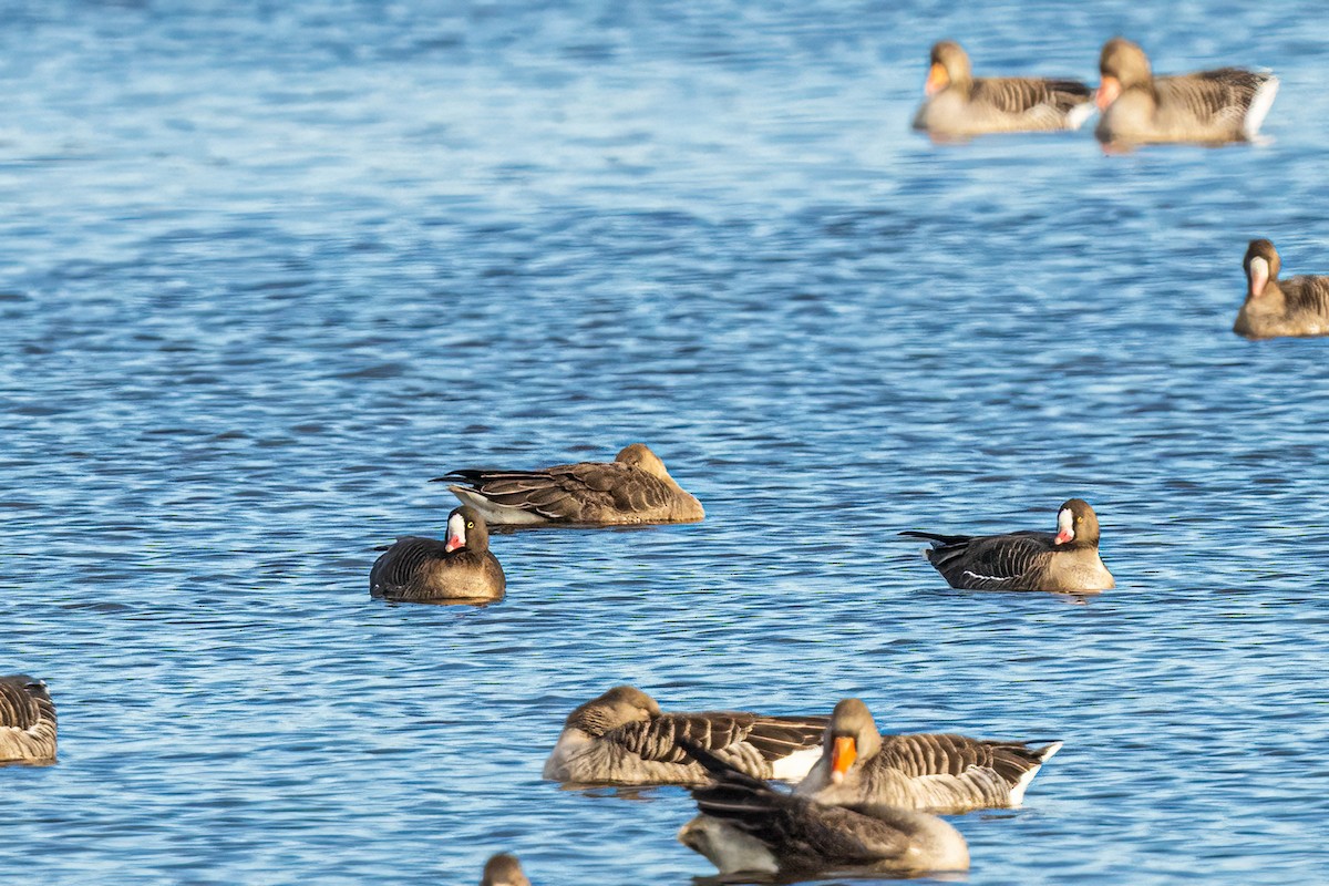 Пискулька - ML645464908