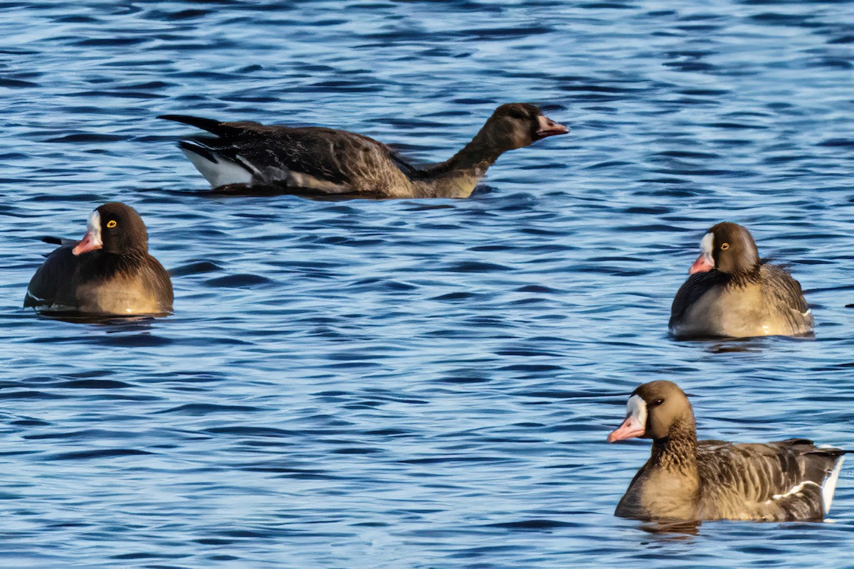 Пискулька - ML645464914