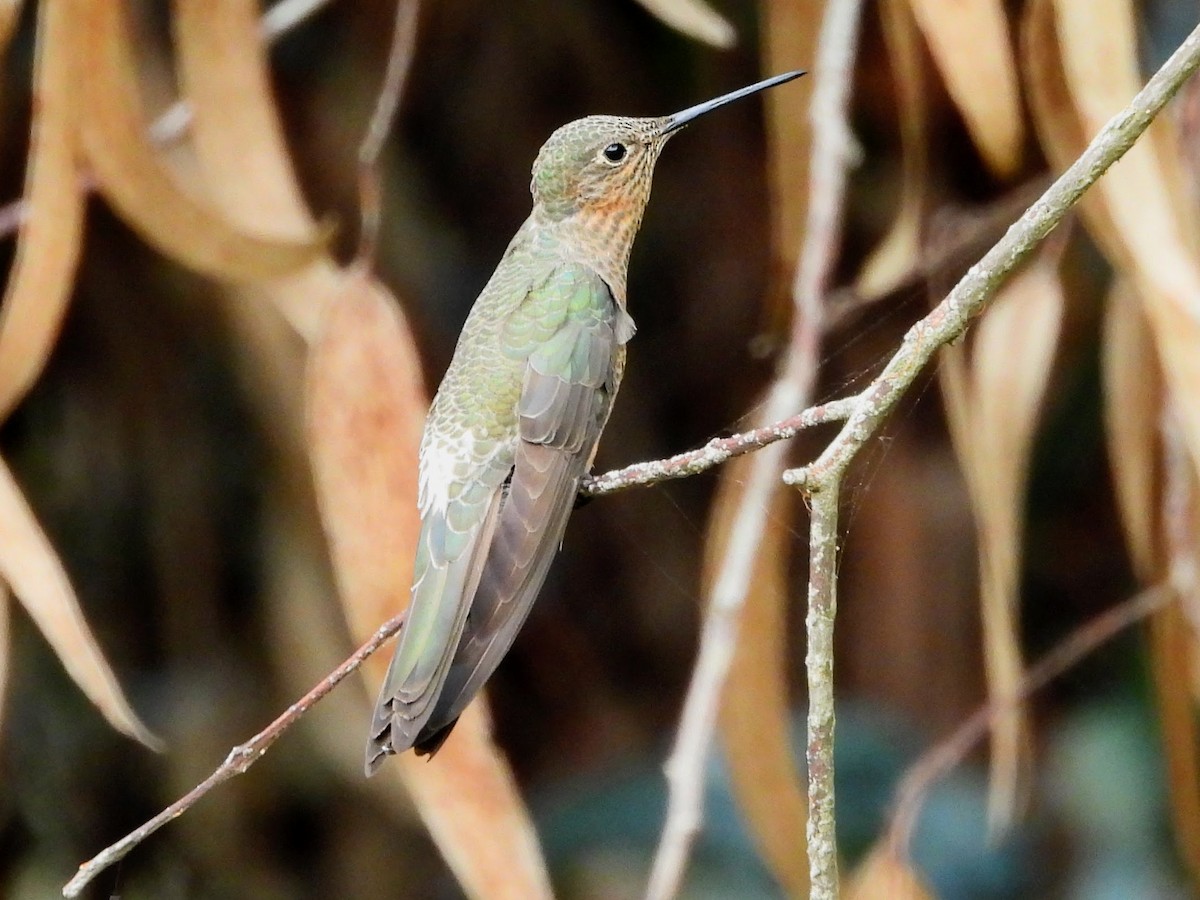 Giant Hummingbird - ML645464917