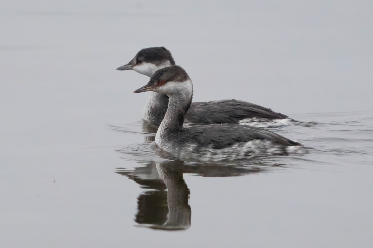 Horned Grebe - ML645464920