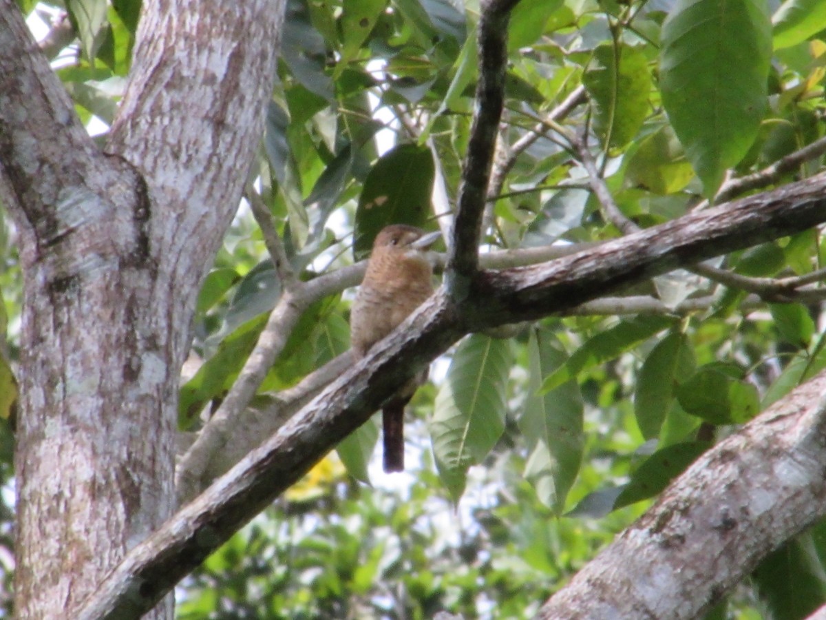 Tigerfaulvogel - ML645464921