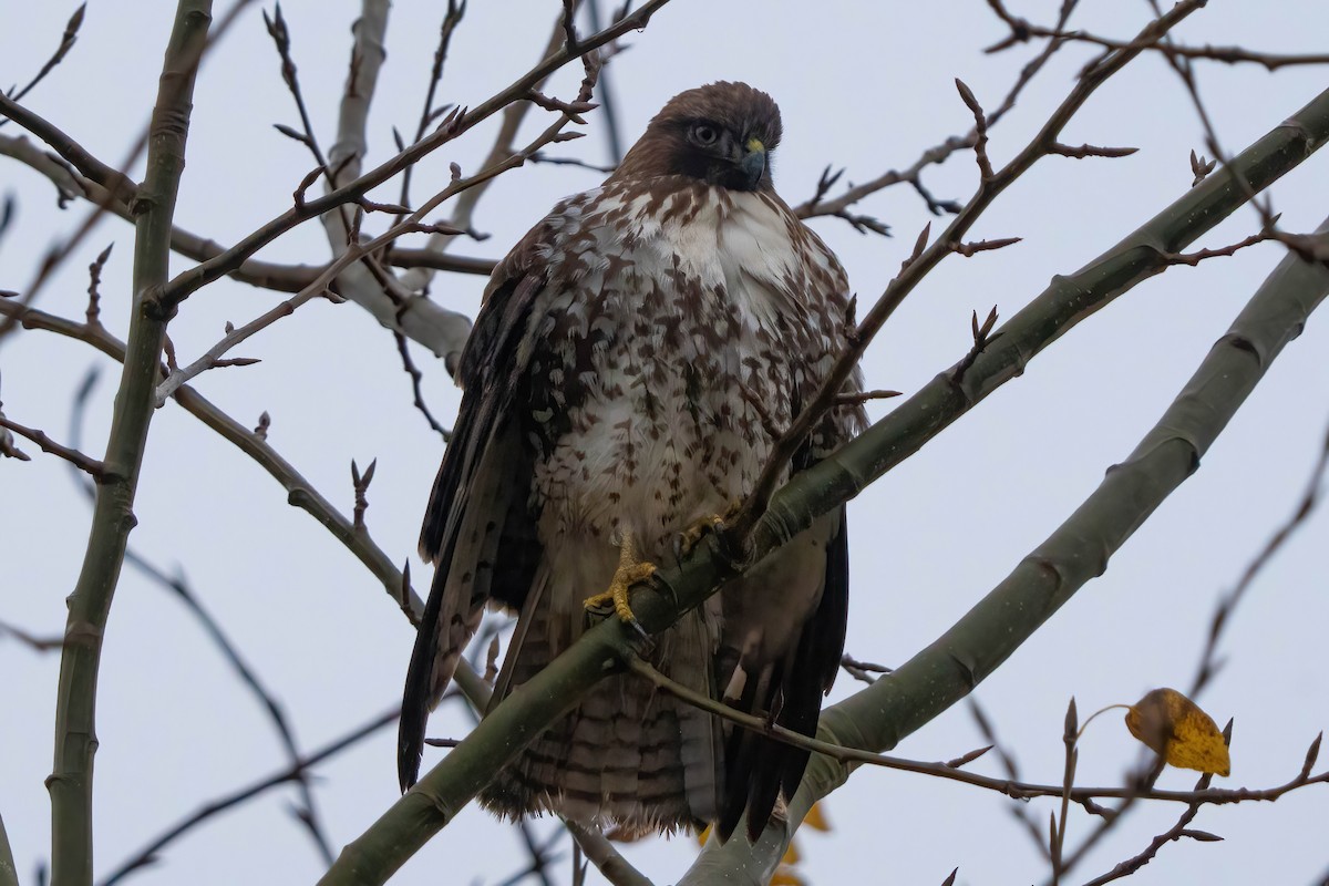 Red-tailed Hawk - ML645464926