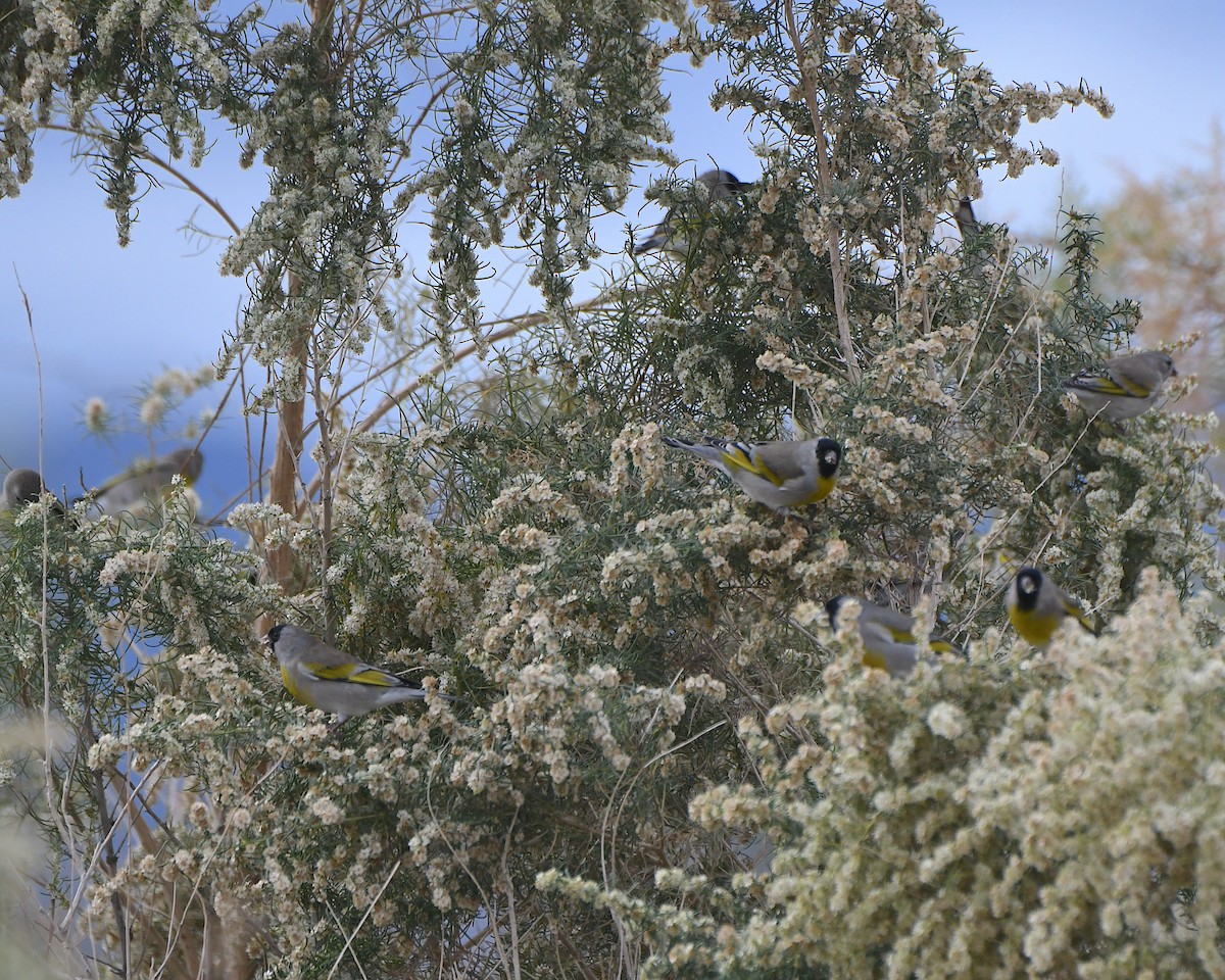 Lawrence's Goldfinch - ML645464927