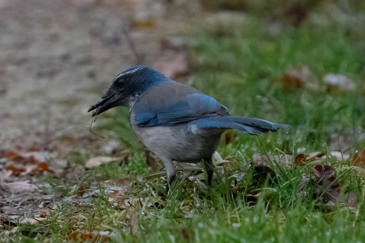 California Scrub-Jay - ML645464941