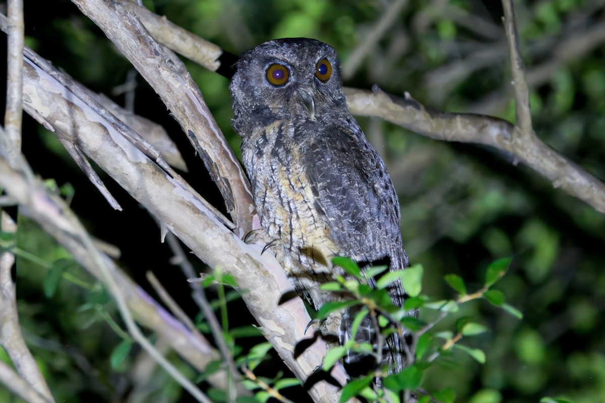 Tawny-bellied Screech-Owl - ML645464948