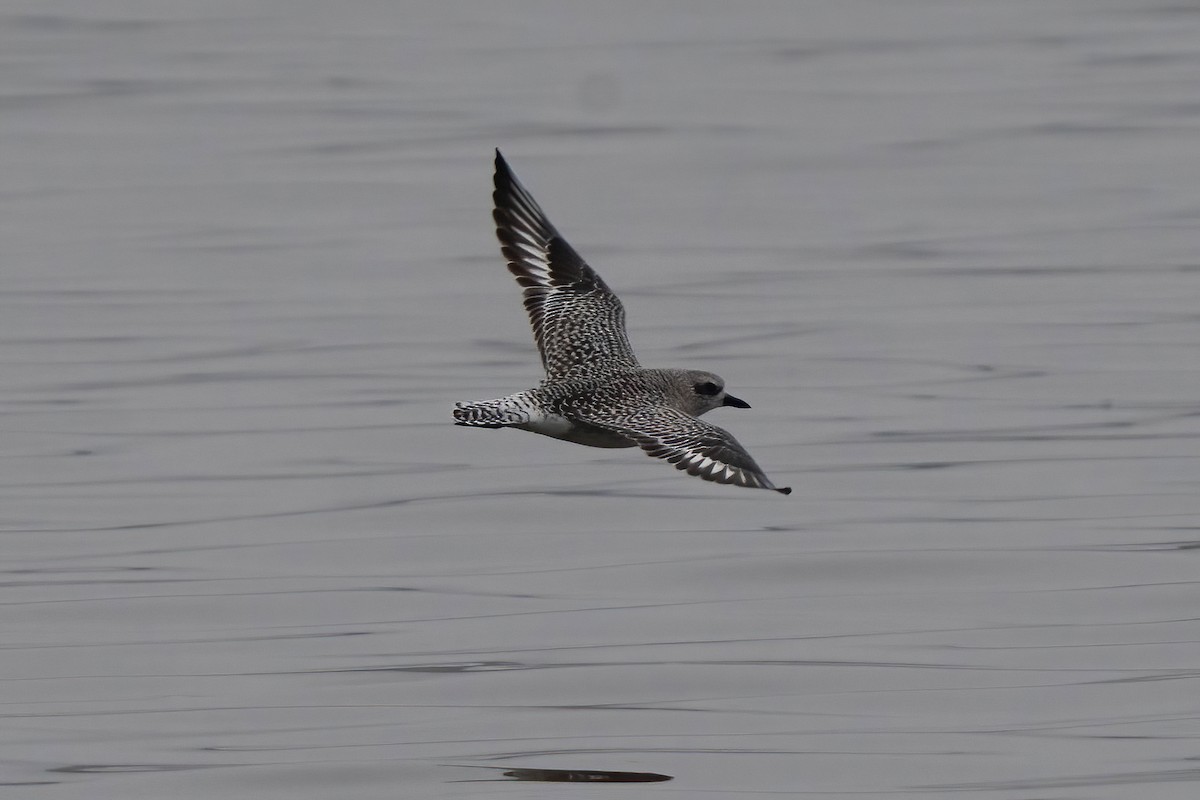 Black-bellied Plover - ML645464949