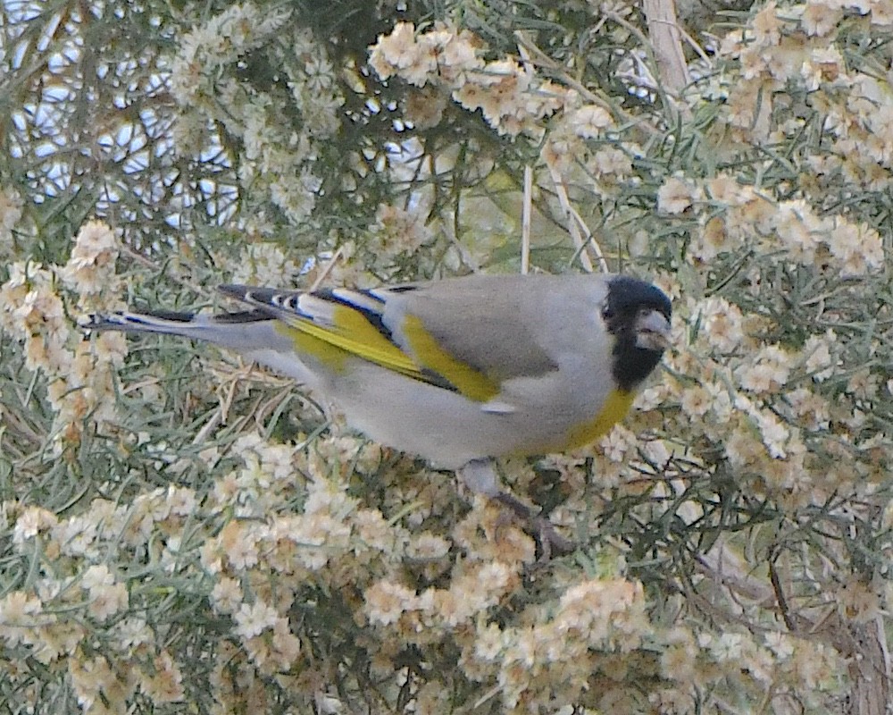 Lawrence's Goldfinch - ML645464957