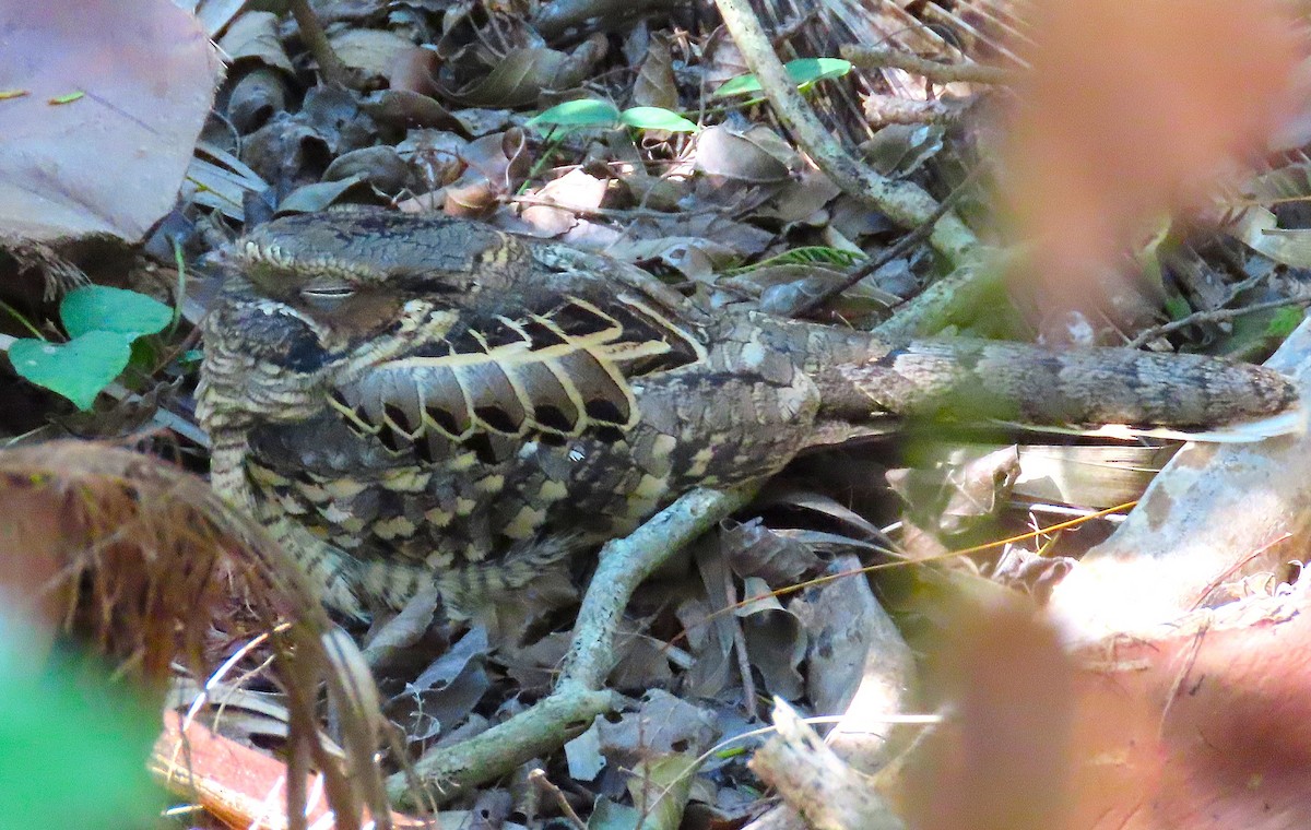 Пораке - ML645464958