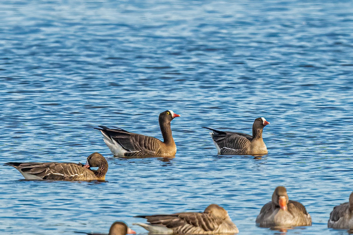 Пискулька - ML645464960