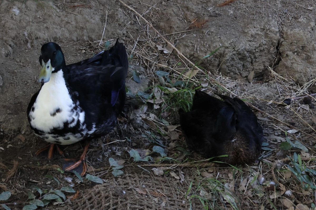 Mallard (Domestic type) - ML645464961