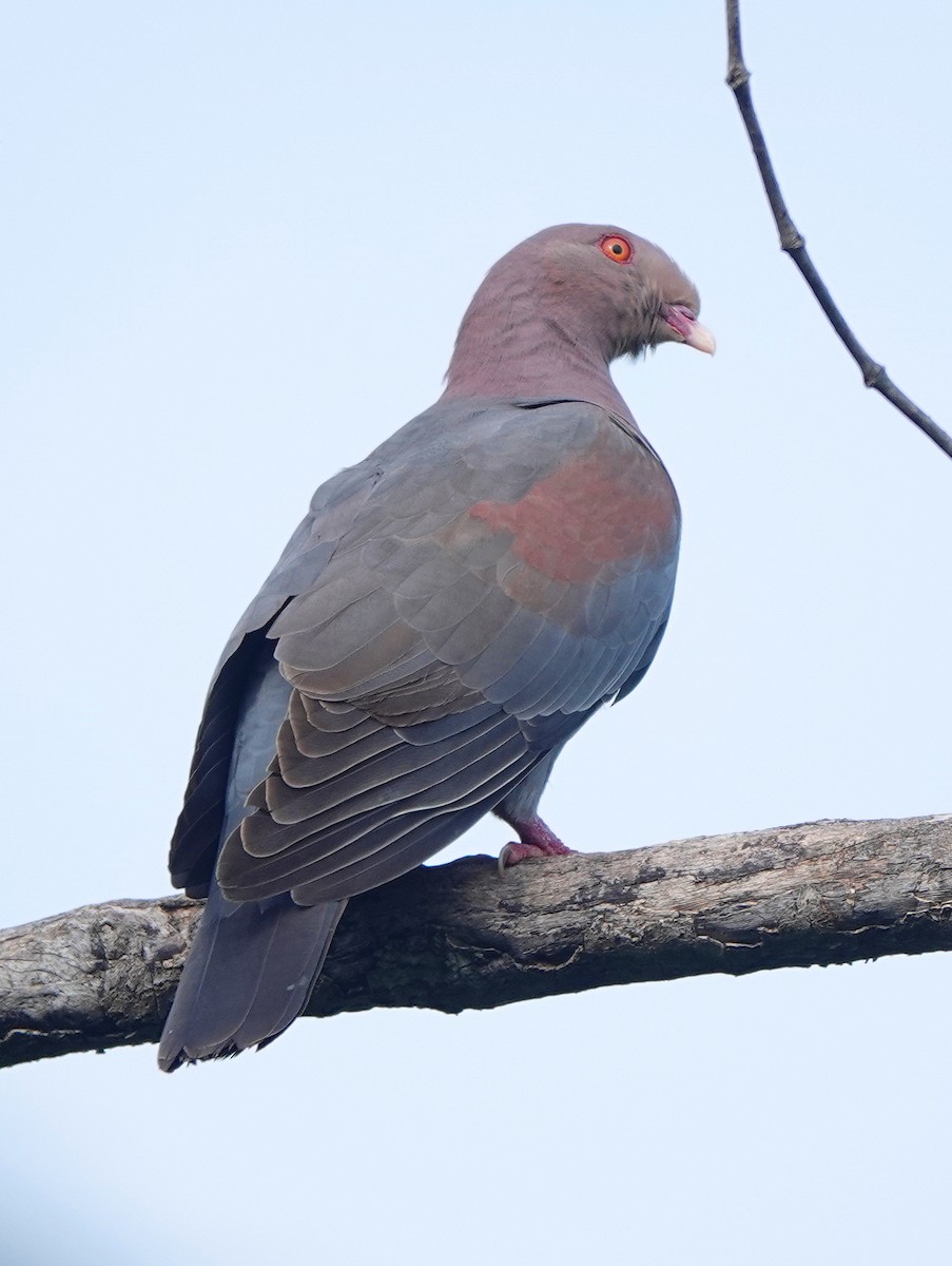 Red-billed Pigeon - ML645464963
