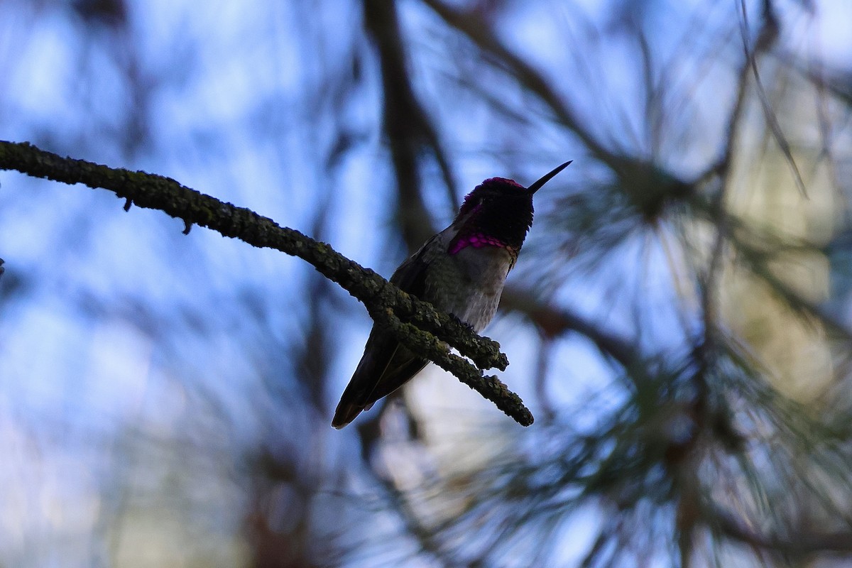 Anna's Hummingbird - ML645464966