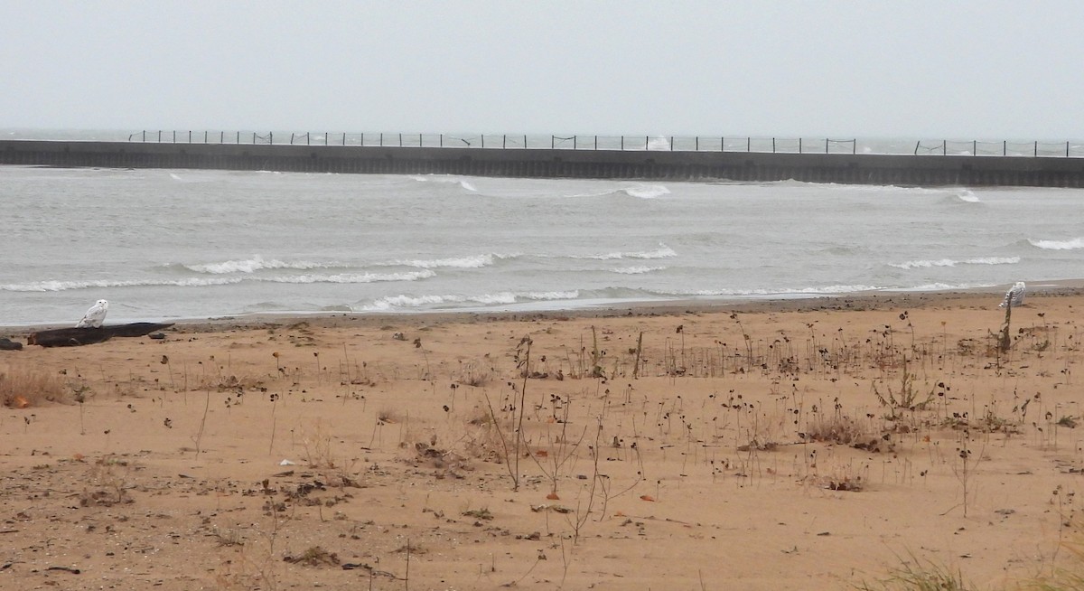 Snowy Owl - ML645464974