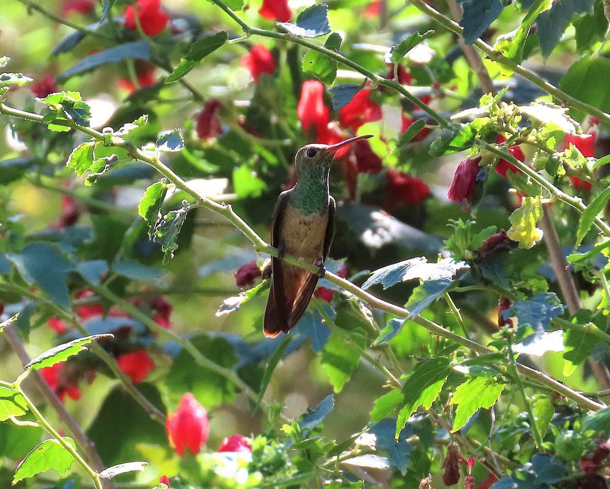 Buff-bellied Hummingbird - ML645464975