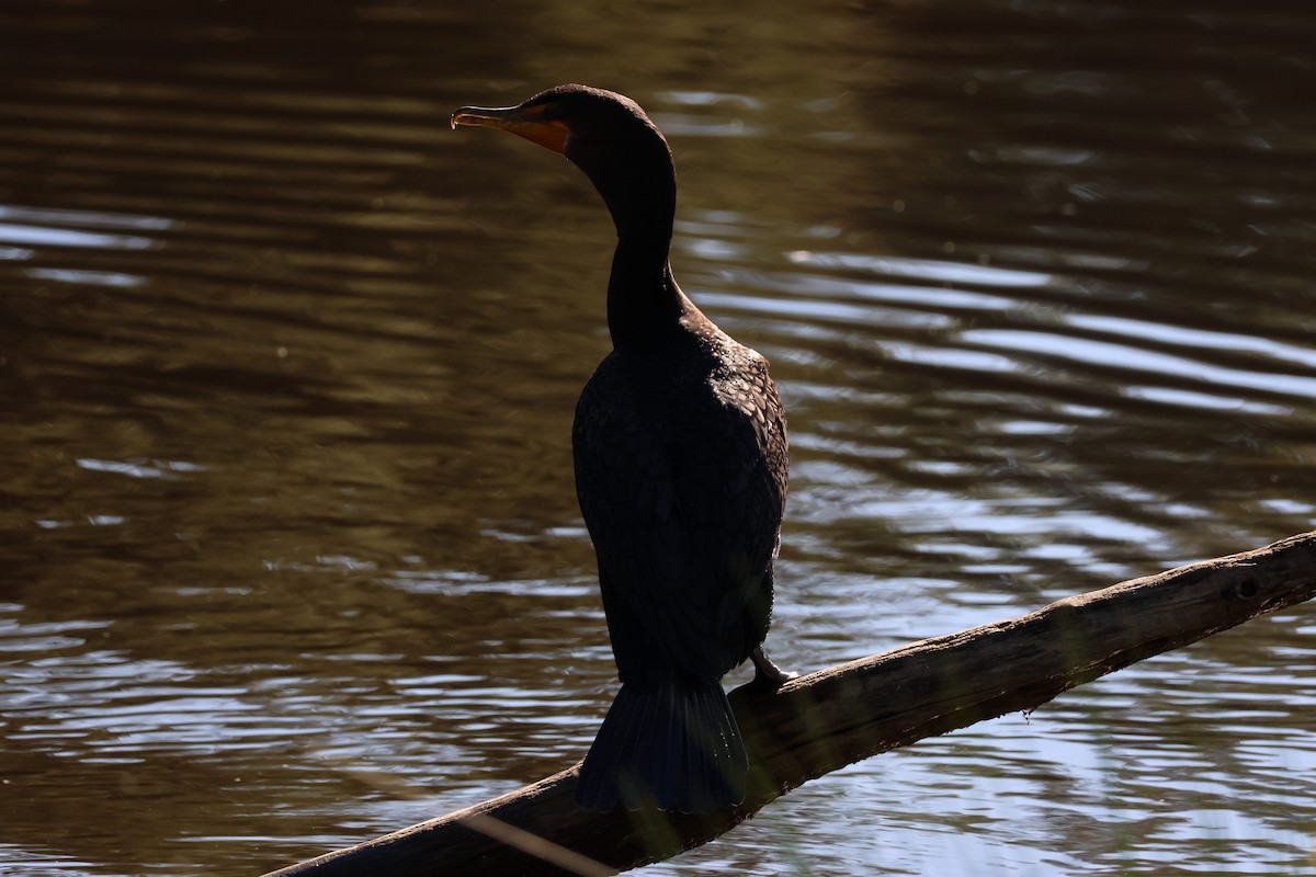 Double-crested Cormorant - ML645464976