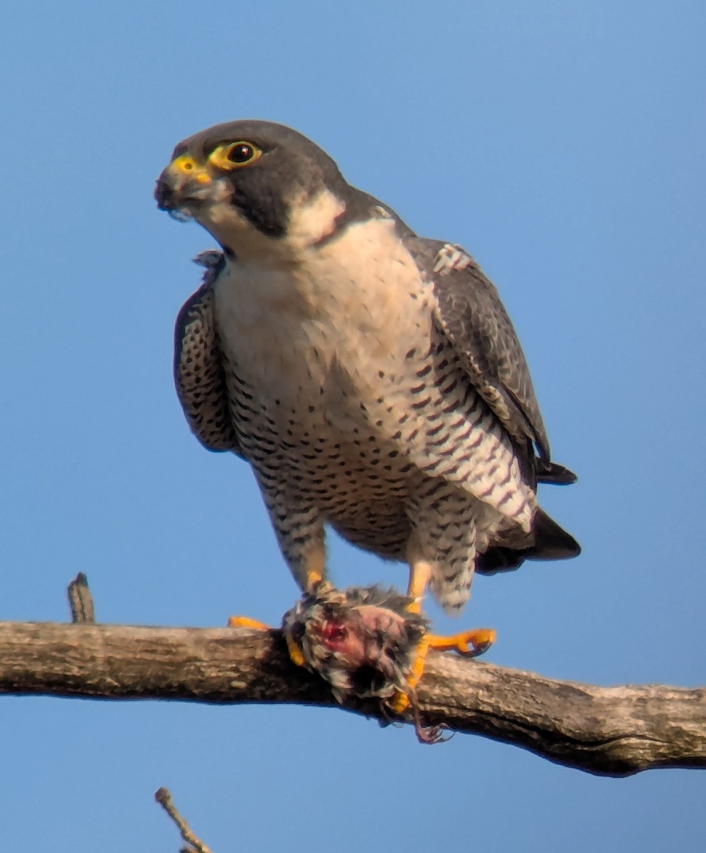 Peregrine Falcon - ML645464979