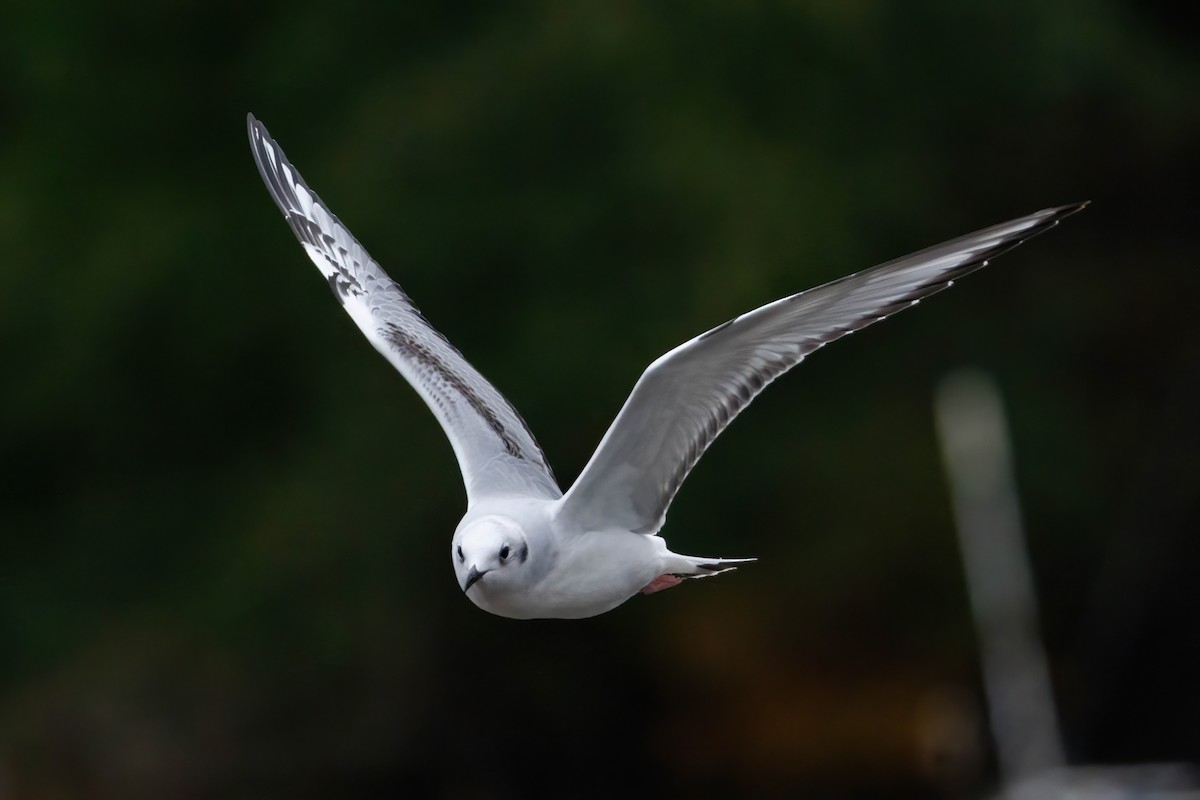 Bonaparte's Gull - ML645464980