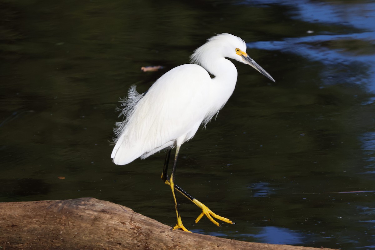 Snowy Egret - ML645464984