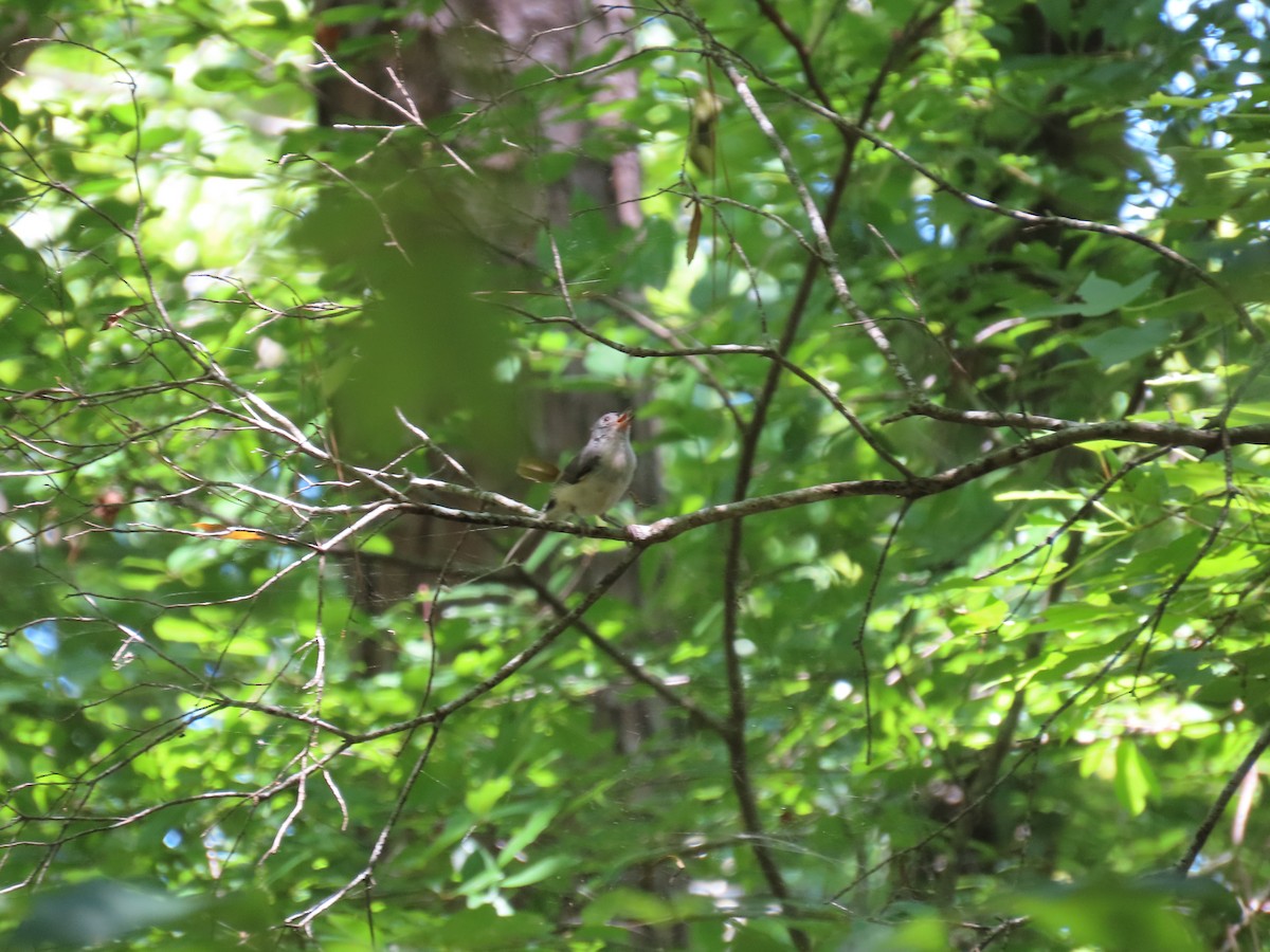 gråduskmeis - ML645464985