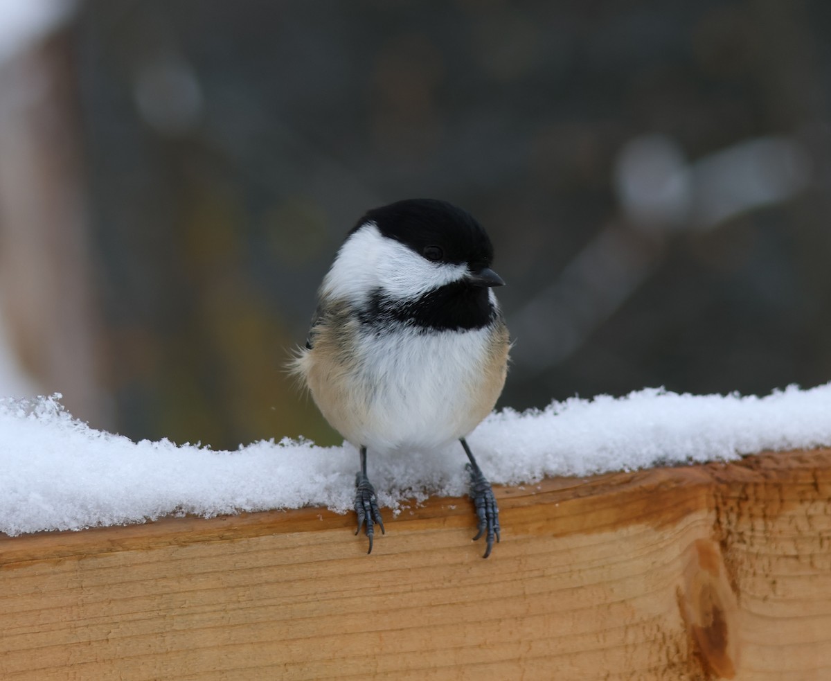 Black-capped Chickadee - ML645464988